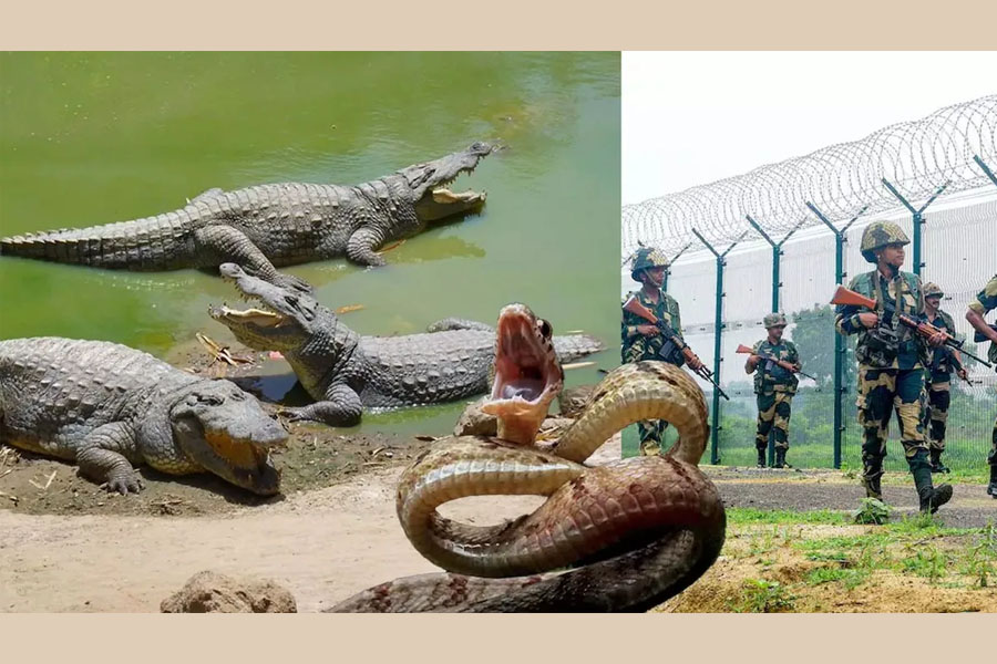 ভারত ও বাংলাদেশকে বিভক্ত করে রেখেছে সীমান্তের বধ্যভূমি