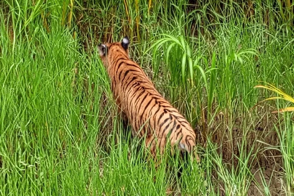 ছয় মাস পর আপন ডেরায় ফিরল ফাঁদে আটকা রয়েল বেঙ্গল টাইগার